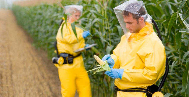 GMO-foods-health-risks-and-how-to-avoid-them