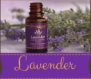 YL GBW Lavender 01